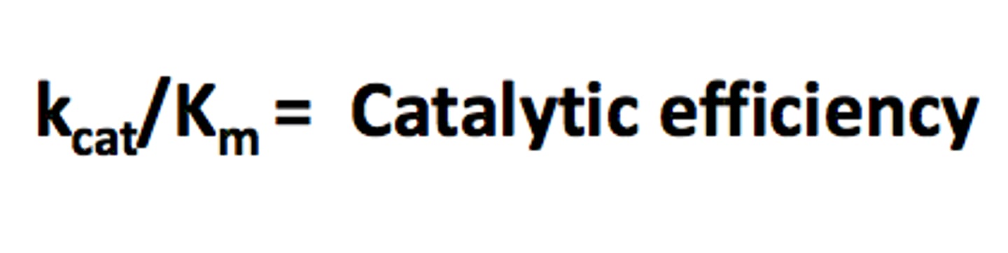 <p>Catalytic Efficiency = Kcat/Km.</p><p>Struggling to keep your MCAT equations straight? Simply conquer the 100 most important equations using Andrew's 100 Most Essential Equations Mastery Course @ https://mcatselfprep.com/course/andrews-equation-mastery-course/</p>