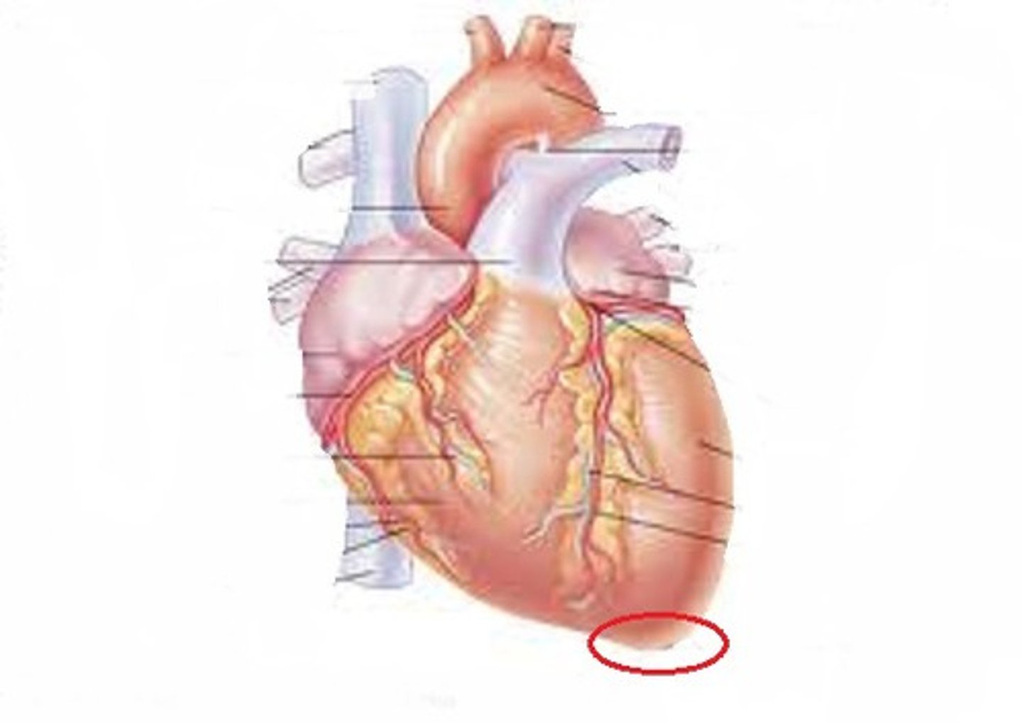 <p>The pointed bottom of the heart, directed leftward.</p>