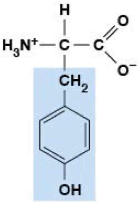 <p>Polar, Uncharged (Hydrophilic)</p>