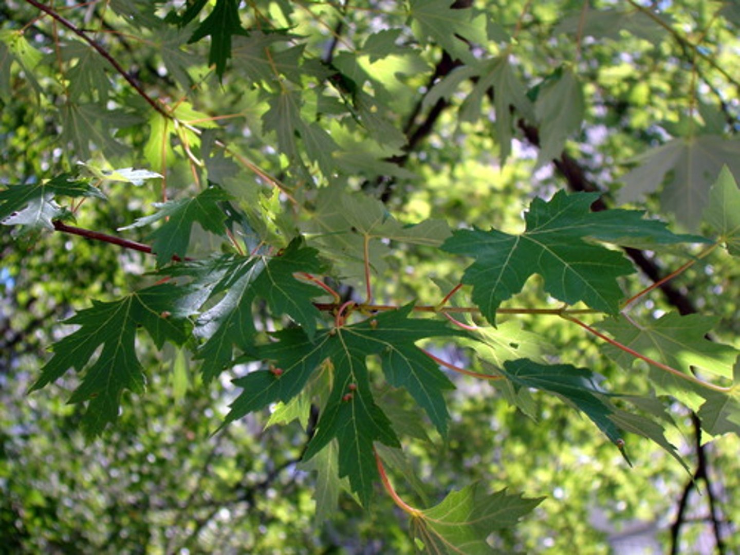 <p>silver maple</p><p>Family: Sapindaceae</p><p>Distinguish:</p><p>- Large, spring samaras</p><p>- Prefers wet locations</p><p>- Silver underside</p><p>- Slender leaves</p><p>- Red/brown buds</p><p>- Smells bad when broken off</p>