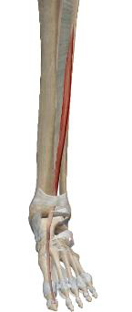 <p>Long Extenseur de l’Hallux</p>