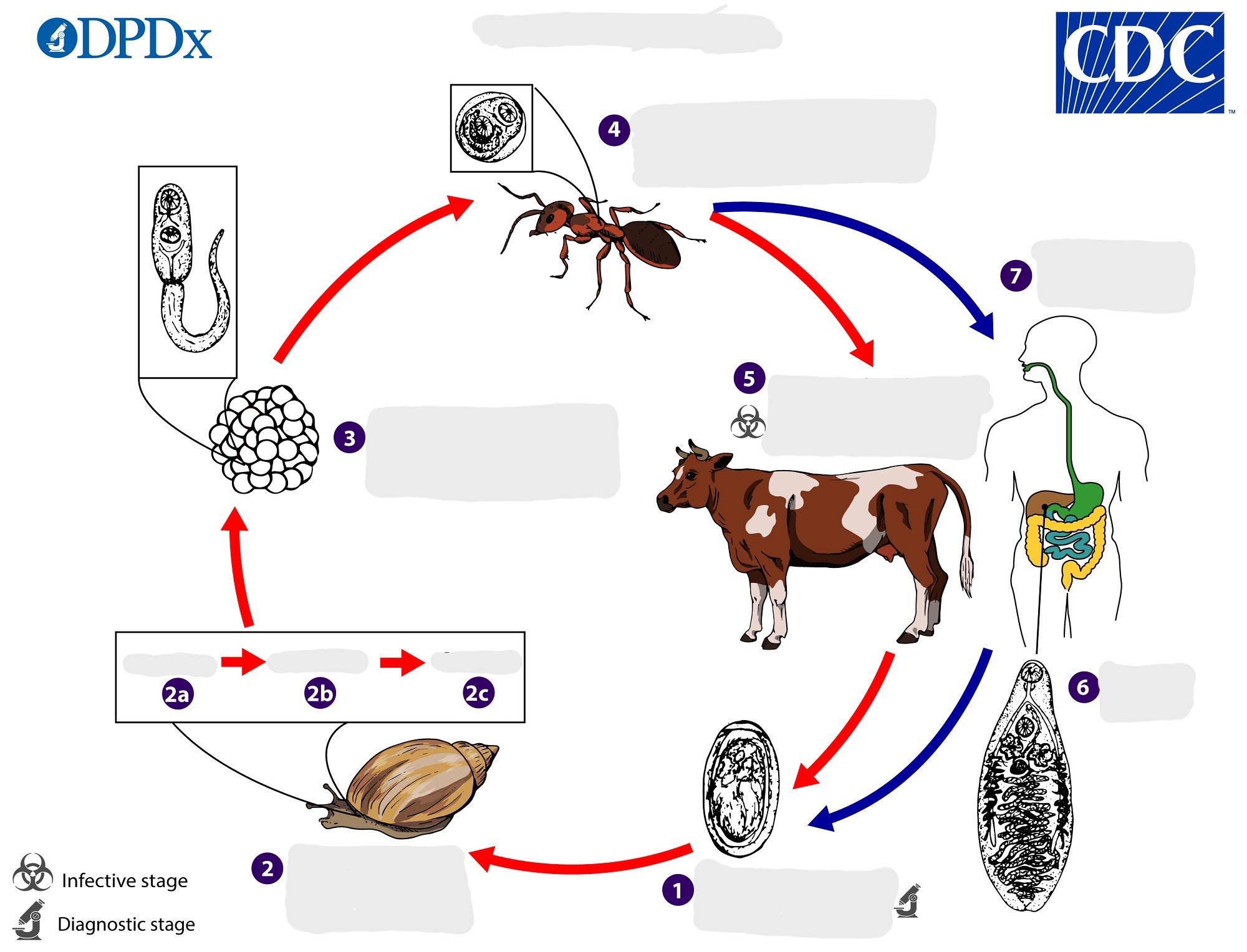 <p>name the parasite and describe the life cycle</p>