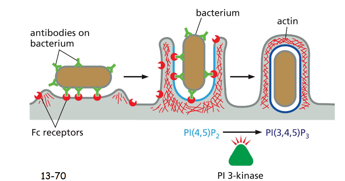 <p>The Fc receptor on the surface of phagocytic cells recognizes the antibody, recruiting the bacterium to the plasma membrane.</p><p>PI(4,5)P2 stimulates actin polymerization and PI(3,4,5)P3 depolymerize actins at the base, mediated by P3 kinase</p>