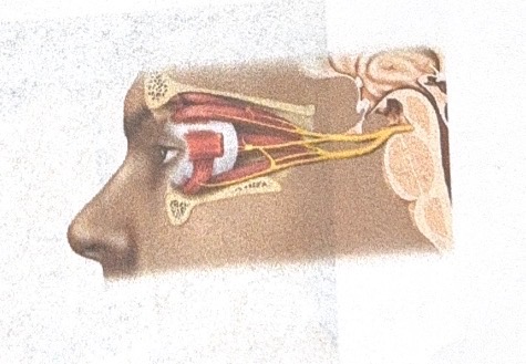 <p>Name this cranial nerve</p>