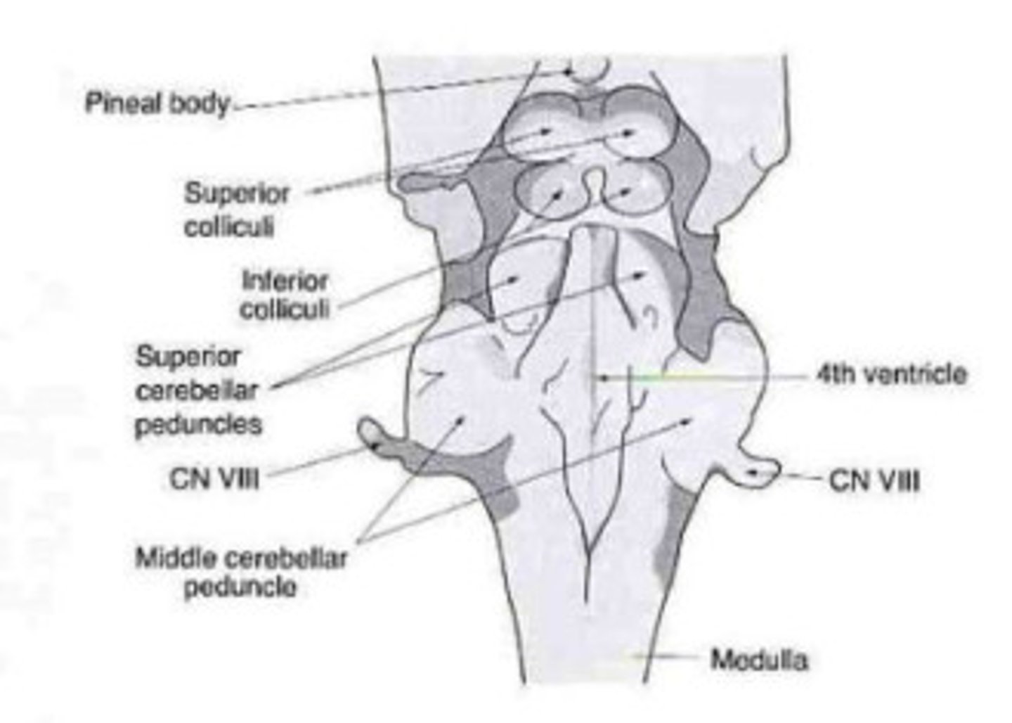 <p>location: connects spinal cord and cerebral cortex.<br>function: messages from brain to body, breathing, consciousness<br>components: midbrain, pons, medulla</p>