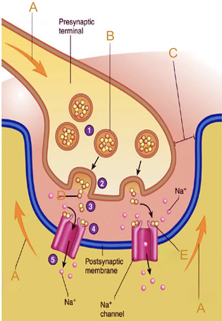 <p>Label B on the neuromuscular junction</p>