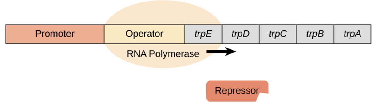 <ul><li><p>repressor protein doesn’t bind to operator</p></li><li><p><mark data-color="green" style="background-color: green; color: inherit">RNA polymerase</mark> can <mark data-color="green" style="background-color: green; color: inherit">access the operator</mark> &amp; the <mark data-color="green" style="background-color: green; color: inherit">genes are transcribed</mark></p></li></ul><p></p>
