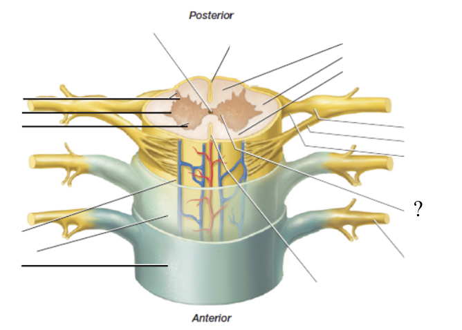 <p>found in the midline and functions to connect the left and right portions of spinal gray matter</p>