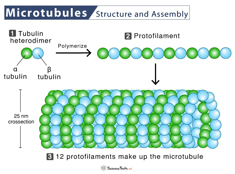 <ul><li><p>hollow cylinders of protein <em>tubulin</em></p></li><li><p>provide greater mechanical support for the cell</p></li><li><p>provide routes for materials to move within the cytoplasm</p></li><li><p>form spindles during cell division</p></li></ul>