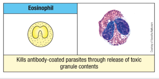 <p>Ribonucleases</p><ul><li><p>ECP and EDN - antiviral activity</p></li></ul><p>Cytokines</p><ul><li><p>IL-4, 10 and 13 and TNF-<span style="color: rgb(0, 29, 53)">α - modulation of adaptive immune response</span></p></li></ul><p></p>
