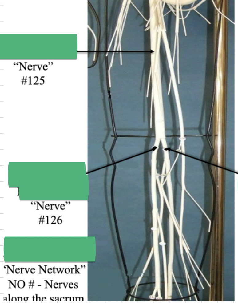 <p>Label Nerve #125</p>