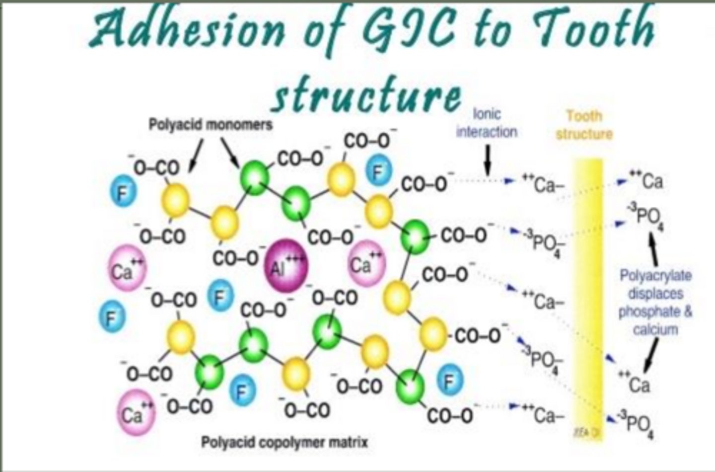 <p>chelation (chemically) to enamel and dentin</p><p>chelation reaction between carboxyl groups of polyacrylic acid and calcoum of hydroxyapatite crystals</p><p>carboxyl groups bind Ca2+ in hydroxyapatite</p>