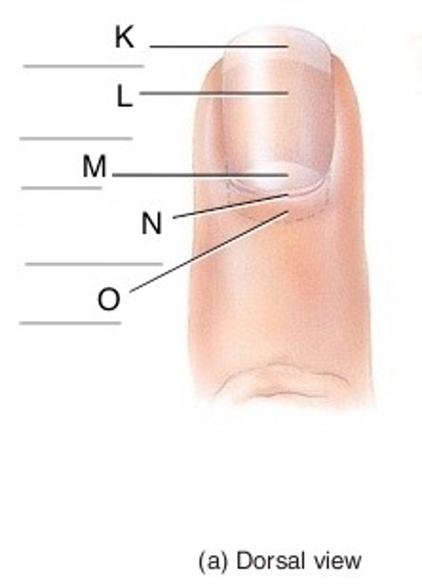 <p>translucent portion of the nail, extending from the nail root to the free edge; sometimes referred to as the nail body.</p>
