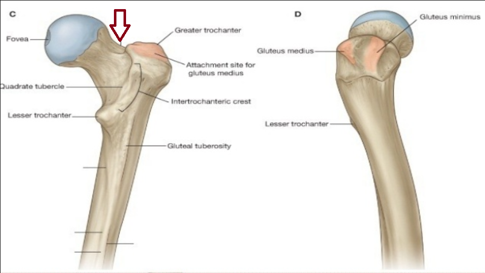 <p>The narrow region between the head and the shaft of a long bone</p>
