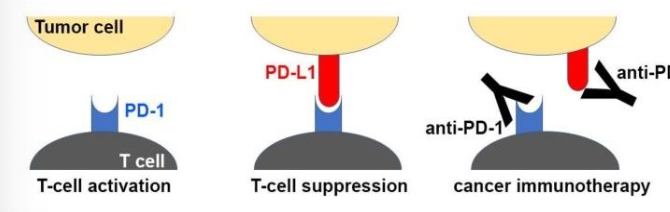 <p>Checkpoint Blockade - <strong><em><mark data-color="blue" style="background-color: blue; color: inherit"><u>Programmed death (PD-1) </u></mark></em></strong>receptor</p>