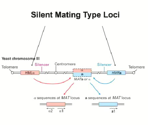 <ol><li><p>Yeast can exist in both diploid and haploid form</p></li><li><p>Cells will bud off from one another (mother cell generates daughter cells)</p></li><li><p>When these daughter cells are formed, the mother will switch mating types (either a or alpha)</p></li></ol><ul><li><p>When conditions are not ideal for growth, the yeast need to mate and form a diploid organism</p></li><li><p>In order to do this, they must be the opposite mating type as the daughter cell, so they switch mating types</p></li></ul><ol start="4"><li><p><strong>The region that controls the mating type is from the transcription on chromosome 3 (mating type loci)</strong></p></li><li><p><strong>When region alpha (left side of diagram) or region a (right side of diagram) is recombined into the mating locus at the center, it means that the gene will be expressed (2 possibilities)</strong></p></li></ol><ul><li><p>These genes are only active when they get transcribed in the mating locus, otherwise they need to be silenced</p></li><li><p>Specific sequences in the HMLalpha and HMRa ensure that they are silenced which work outside of the context of mating so that they can block tRNA genes (RNA Pol III)</p></li></ul><p></p>