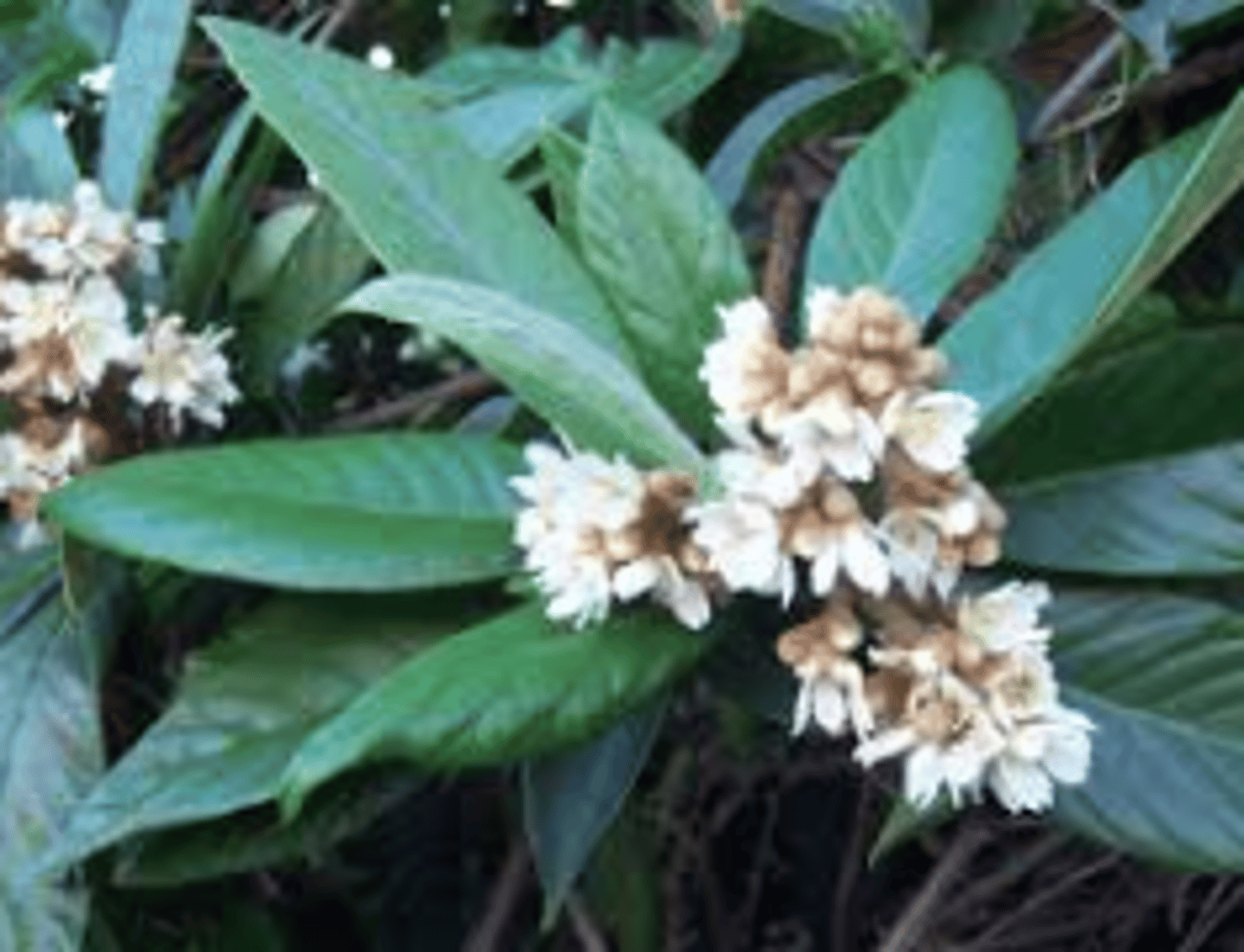 <p>Eriobotrya japonica</p>