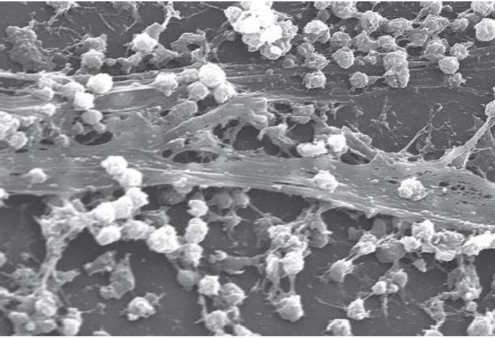 <p>carbohydrates are generally hydrophilic, interactions between glycoproteins and water can form a coat around the cell</p>