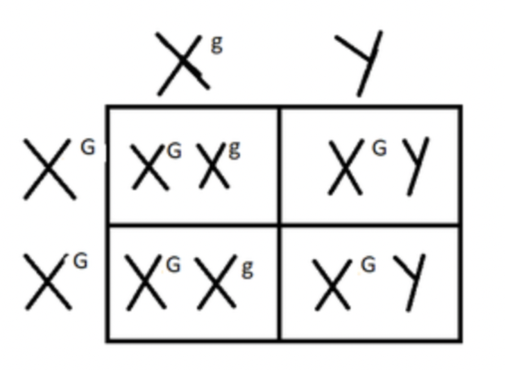 <p>they only contribute the Y chromosome to the males and only pass on their X trait to the females </p>