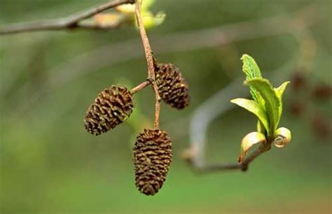 <p>Which member of the Betulaceae family produces these fruits? </p>