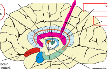 <p>seen in magenta</p>
