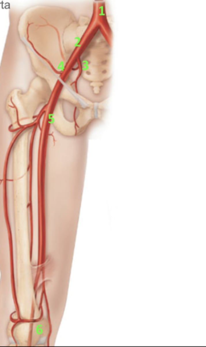 <p>What artery is 6?</p>