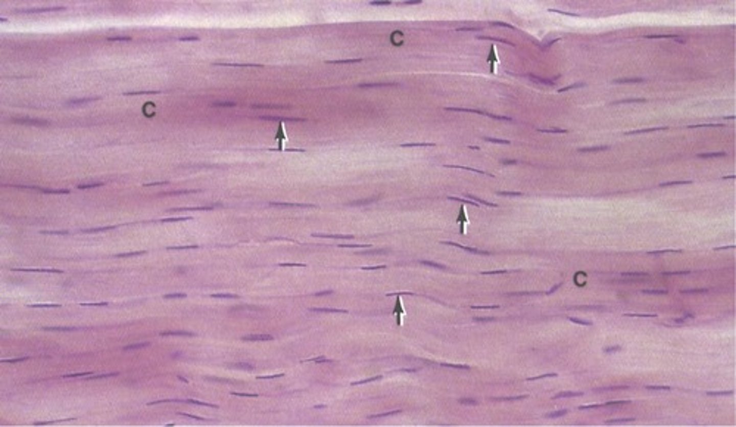 <p>Type I collagen, which constitutes 90% of collagen in the body and is found in loose and dense connective tissues.</p>
