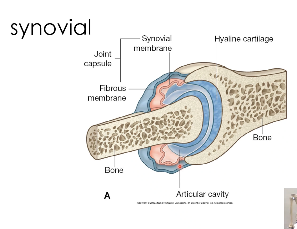 <p>Fibrous joint capsual </p>