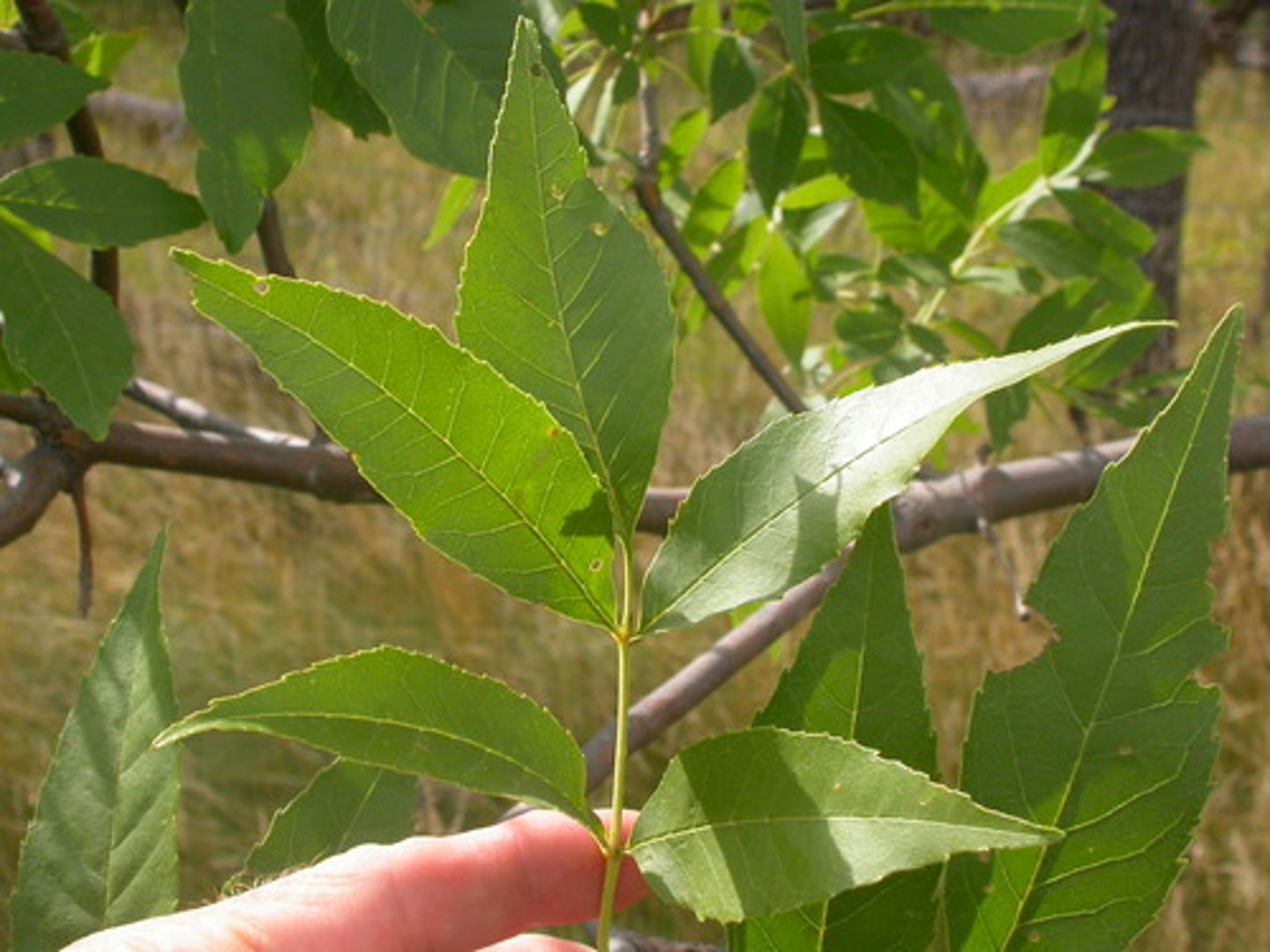 <p>Oleaceae Fraxinus pennsylvanica</p>