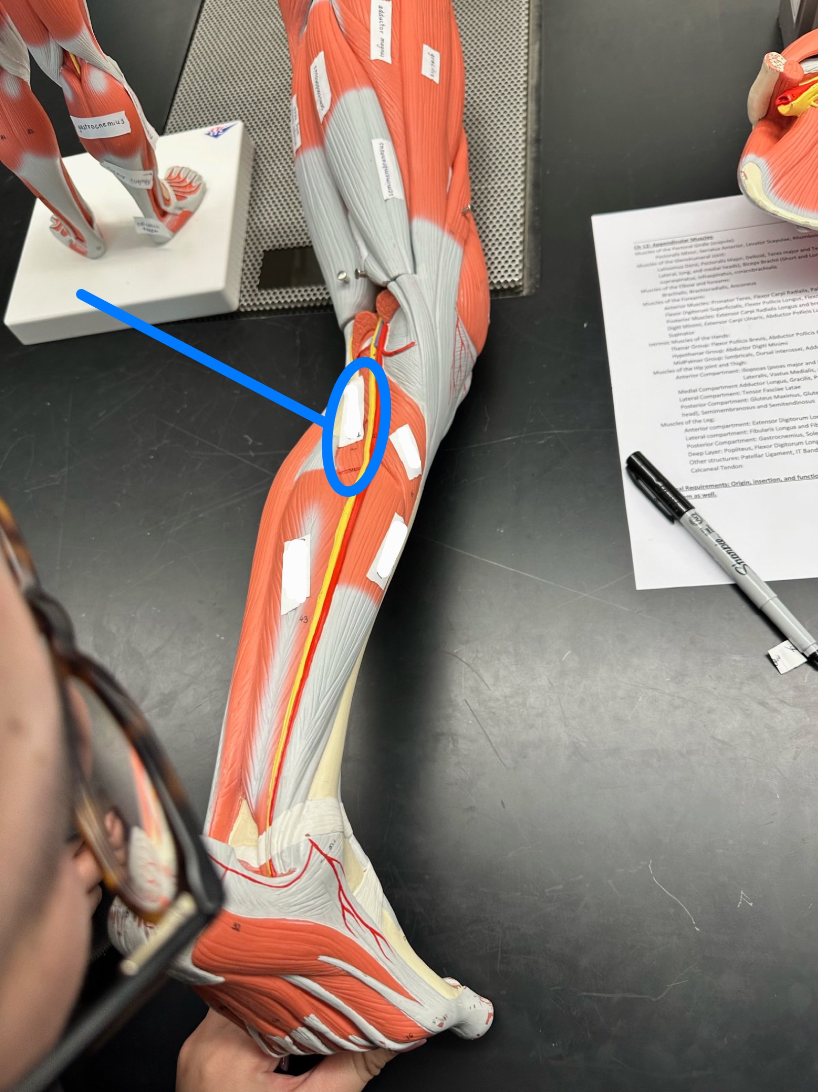 <p>ID muscle</p>