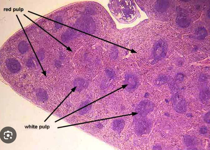 <p>histology, general organ, has an arteriole</p>