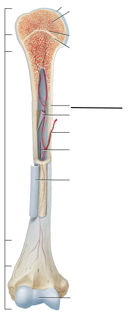 <p>State which part of the arm bone and fill in the line.</p>