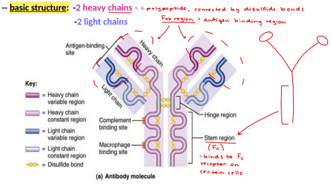 <p>immunoglobulins (Ig’s)</p><p>basic structure: 2 heavy chains (polypeptide, connected by disulfide bonds), 2 light chains</p>