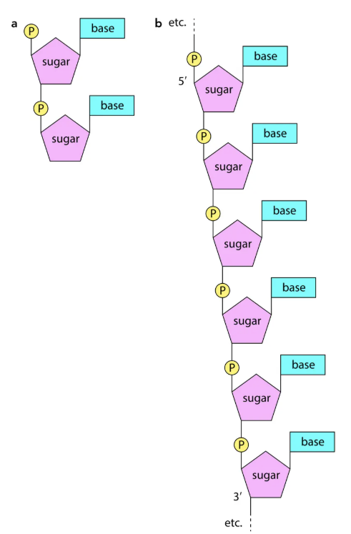 <ul><li><p>Discovered by <strong>Watson &amp; Crick (1953)</strong>.</p></li><li><p>Features:</p><ul><li><p>Two <strong>anti-parallel</strong> polynucleotide chains.</p></li><li><p>Twisted into <strong>double helix</strong>.</p></li><li><p>Held by <strong>hydrogen bonds</strong> between bases.</p></li><li><p><strong>Complementary base pairing</strong>:</p><ul><li><p>A pairs with T (2 hydrogen bonds).</p></li><li><p>G pairs with C (3 hydrogen bonds).</p></li></ul></li><li><p>Purine always pairs with pyrimidine → width constant (3 rings).</p></li><li><p>One complete turn = <strong>10 base pairs</strong>.</p></li><li><p>Base ratio rule (Chargaff):</p><ul><li><p>%A ≈ %T, %G ≈ %C.</p></li></ul></li></ul></li><li><p><strong>Information storage</strong>: sequence of bases = coded message.</p></li><li><p><strong>Replication</strong>: possible by unzipping → each strand acts as template.</p></li></ul><p></p>