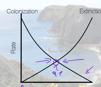 <p>Where is the equilibrium point for rate of colonization and extinction on an island?</p>