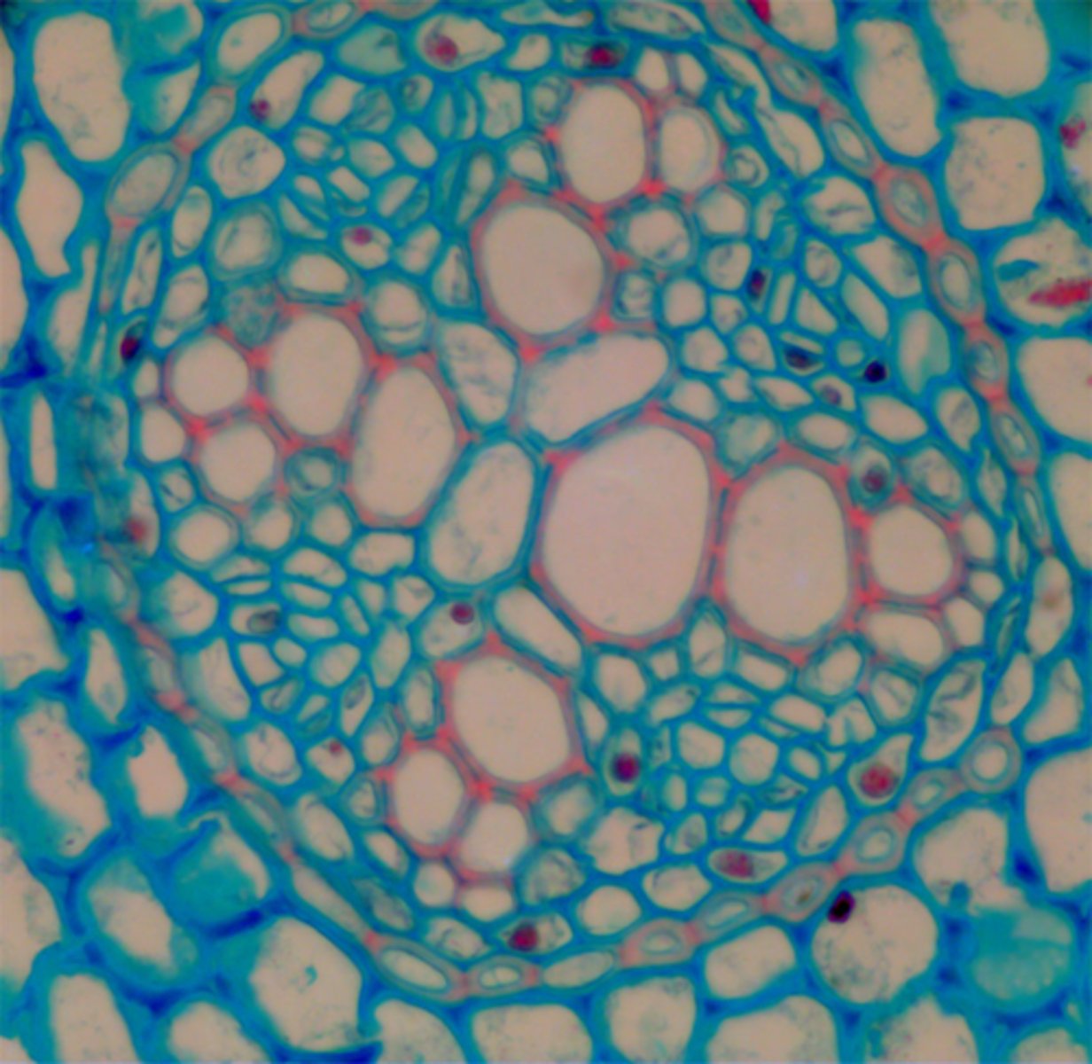 <p>Ledningsvev er betingelsen for at planter kan ha stamme / stengel. Frakter næringsstoffer + vann + glukose fra ett sted til et annet i planten.</p><p>1. Røtter + ledningsvev gjør at karplantene kan hente næringsstoffer opp fra jorda --> får tak i mye mer av stoffene som utgjør byggesteinene enn f.eks. mose.</p><p>--> Karplantene kan også frakte vann + næring til celler som ikke er i direkte kontakt med vann / jord</p><p>2. Mose får kun tilfør vann + næringsstoffer gjennom regn / annen fuktighet på bladene</p>