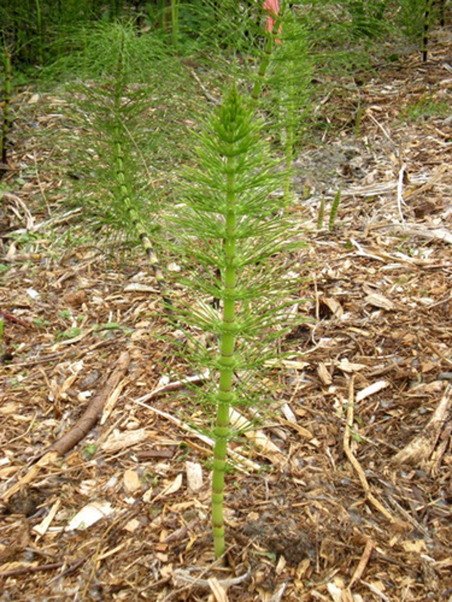 <p>photosynthesis (autotrophic)<br><br>(Note: horsetail structures are green)</p>