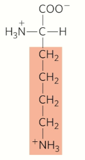 <p>Positive charge</p>