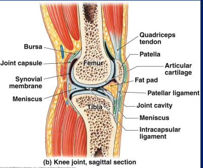 <p><strong>Fat-</strong> common in the back of the knee (popliteal area)</p><p><strong>Menisci-</strong> made of fibrous cartilage</p><p><strong>Ligaments-</strong>&nbsp;examples of ACL &amp; PCL</p><p><strong>Bursae- </strong>between ligaments &amp; tendons</p><p><strong>Tendons- </strong>attach muscle to bone</p>