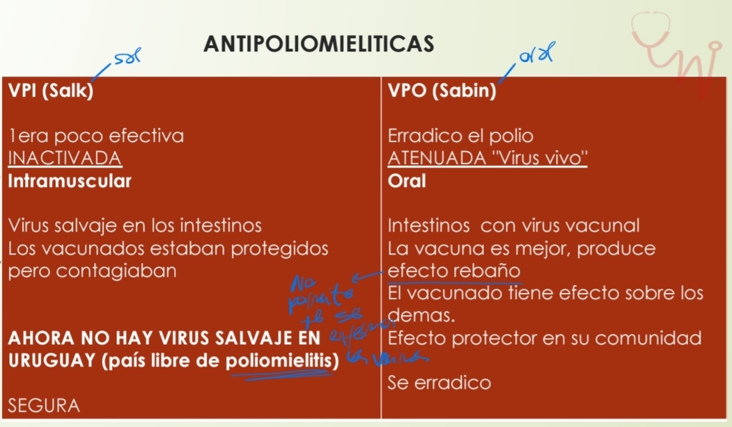 <p><span data-name="fast_forward" data-type="emoji">⏩</span>️VACUNA POLIO ORAL (sabin<span data-name="lips" data-type="emoji">👄</span>) con virus VIVOS ATENUADOS<span data-name="microbe" data-type="emoji">🦠</span><span data-name="check_mark_button" data-type="emoji">✅</span>️</p><p class="is-empty is-editor-empty has-focus">IgG e IgM sericas y en mucosas duodenal y nasal con IgA👃🏻</p><ul><li><p class="is-empty is-editor-empty has-focus">RESPUESTA MUCOSA NASAL Y DUODENAL<span data-name="shield" data-type="emoji">🛡</span></p></li></ul><p class="is-empty is-editor-empty has-focus"></p><p class="is-empty is-editor-empty has-focus"><span data-name="fast_forward" data-type="emoji">⏩</span>️VA UNA POLIO INYECTABLE (Salk<span data-name="syringe" data-type="emoji">💉</span>) con virus MUERTOS<span data-name="microbe" data-type="emoji">🦠</span><span data-name="cross_mark" data-type="emoji">❌</span>️</p><p class="is-empty is-editor-empty has-focus">Igual repsuesta con IgG e IgM serica pero NO en mucosa duodenal NI nasal.<span data-name="no_entry_sign" data-type="emoji">🚫</span>👃🏻</p><ul><li><p class="is-empty is-editor-empty has-focus">NO DESPIERTA RESPUESTA IgA (en suero, en sangre)</p></li></ul><p></p>