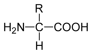 <p>what are the components of an amino acid?</p>