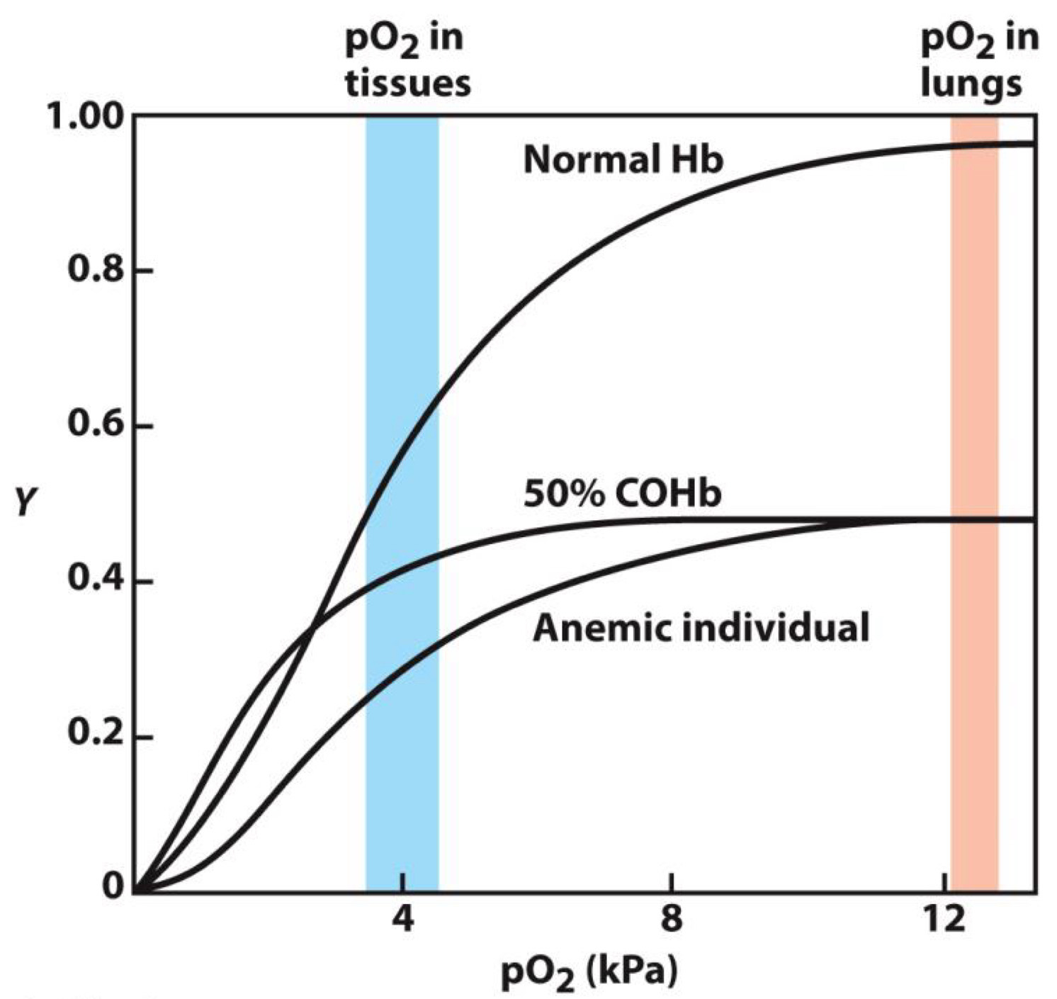<p><span>Carbon monoxide (CO) prevents O2 from binding to hemoglobin</span><br><span>- CO is in engine exhaust</span><br><span>- Explains why small amounts (ppm) are lethal</span></p>