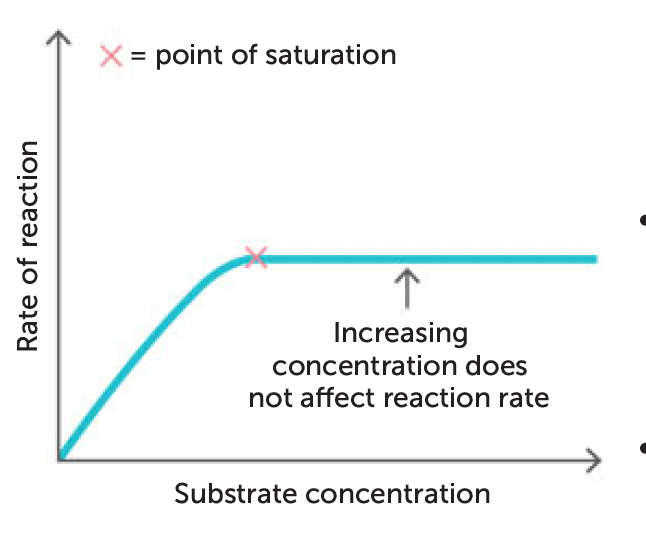 <p>higher substrate = increased rate of reaction</p><p>why? → more substrate molecules coming into contact with enzyme molecules</p><p>but? → increasing substrate beyond a certain concentration will cease to have effect because active sites on enzyme will be fully occupied</p>