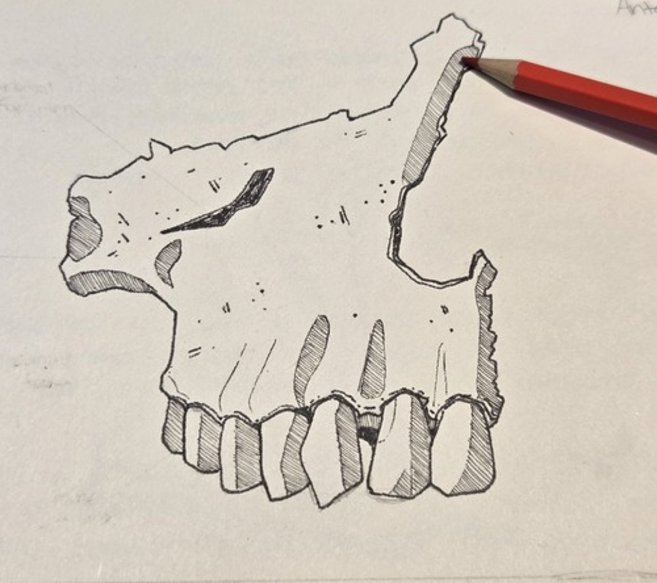 <p>rises to articulate with the frontal, nasals, lacrimal, and ethmoid</p>