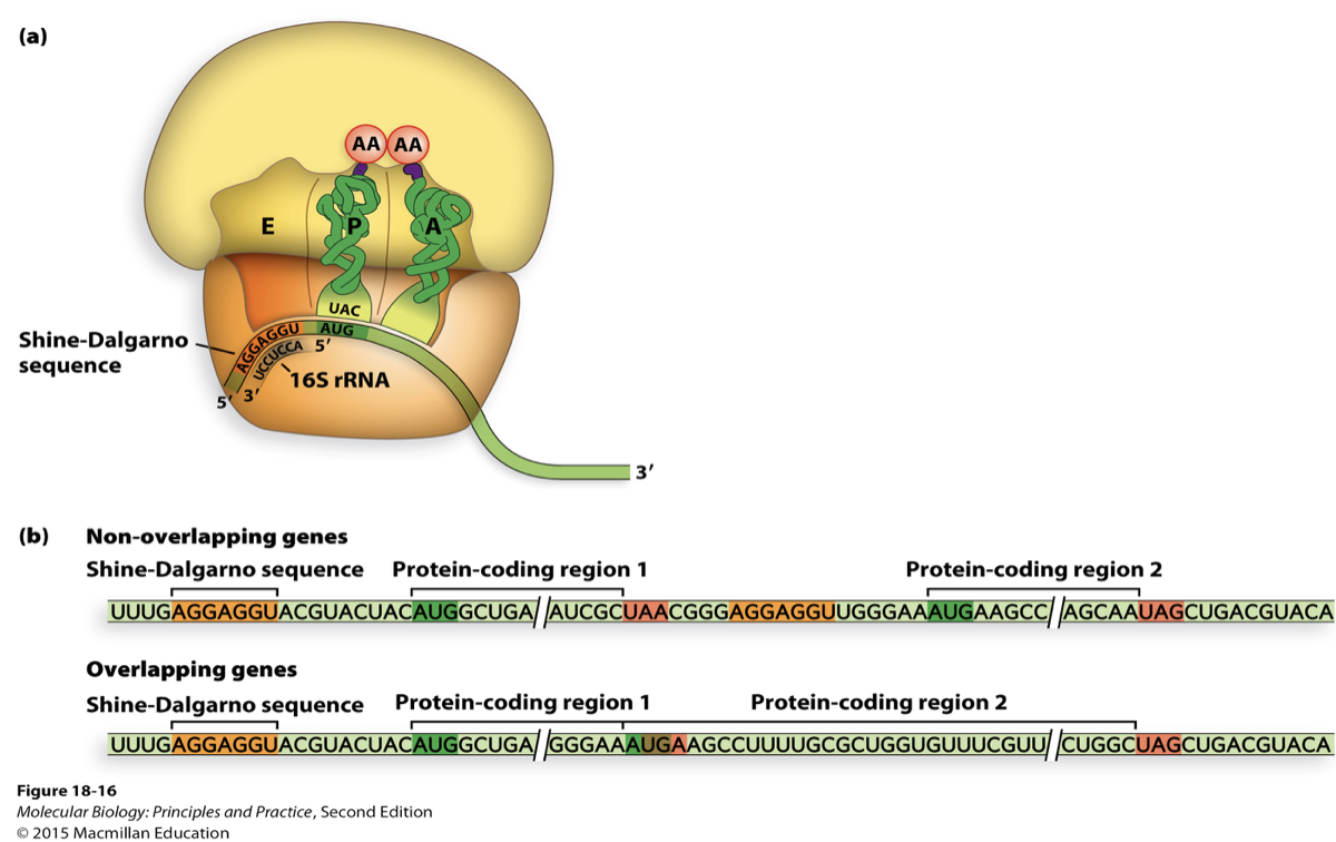 <ul><li><p>can have overlapping polycistronic genes in bacteria</p></li></ul>