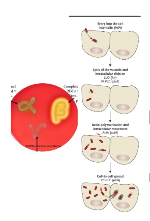 <ul><li><p><strong>internalins:</strong> help pathogen to enter human GI epithalials (escape immune response, competitors, environmental stressors)</p></li><li><p><strong>Listeriolysin O (LLO):</strong> aids escape of internalized (vacuolar) cells via destruction of vacuolar/phagosome membrane</p><ul><li><p><strong>hemolysin:</strong> <em>Lm</em> and β-hemolytic (escape phagosomes)</p></li></ul></li><li><p><strong>actin mobilization:</strong> assists movement through cell and translocation to adjacent GI cells</p></li></ul>