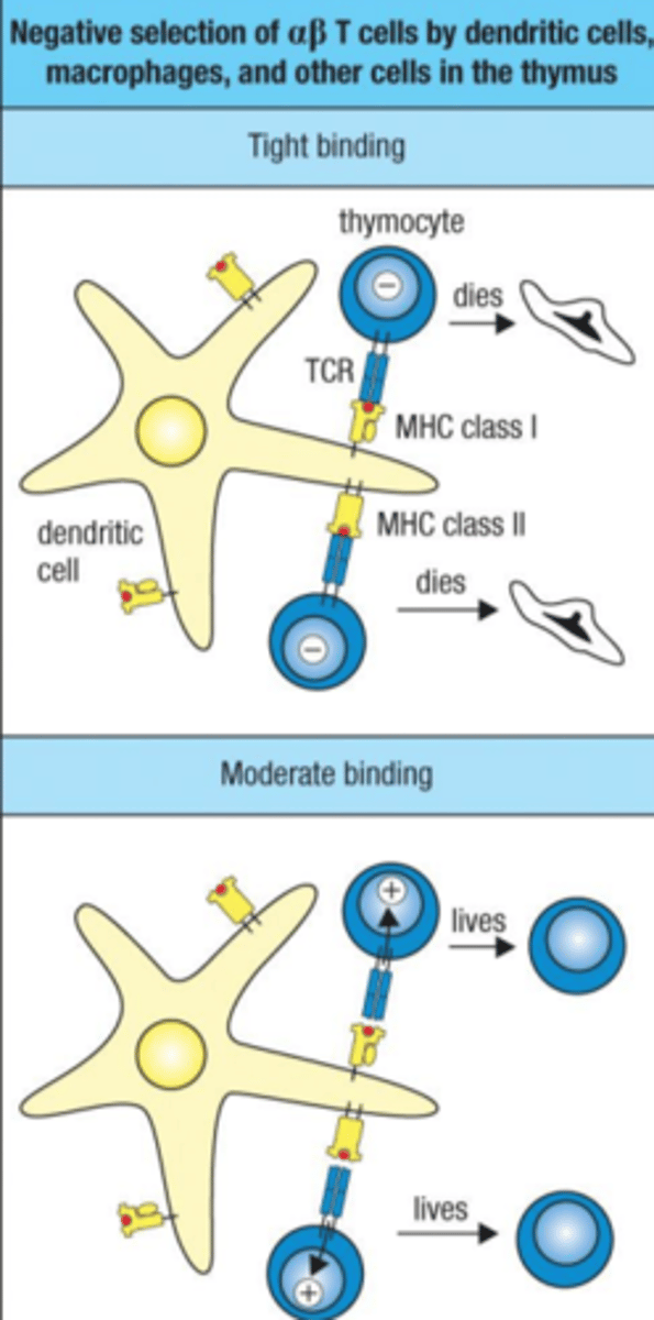 <p>developing T cells that bind too tightly to self-MHC will be negatively selected (do not want them to be autoreactive)</p><p>Eliminate TCRs that bind very well to MHC-self-peptide on macrophages or dendritic cells</p>