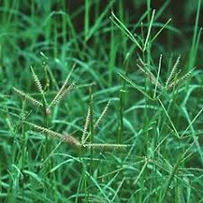 <p>Warm-season turfgrass with fine-textured, green leaves. Commonly used for lawns and sports fields.</p>
