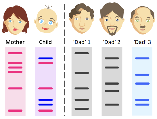 Children inherit DNA from **both parents**, all of the **child’s bands** should match to either the mother or father (i.e. **combination of parents**)