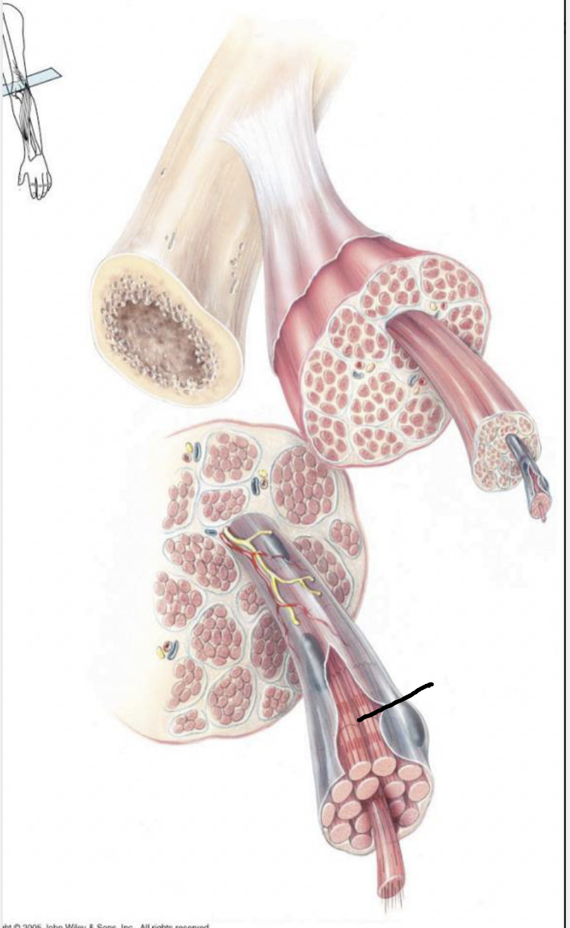 <p>what muscle feature is this?!</p>